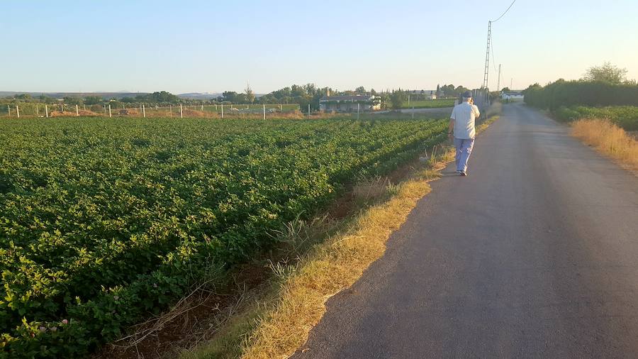 Algodonales en la zona del Camino del Calvario.