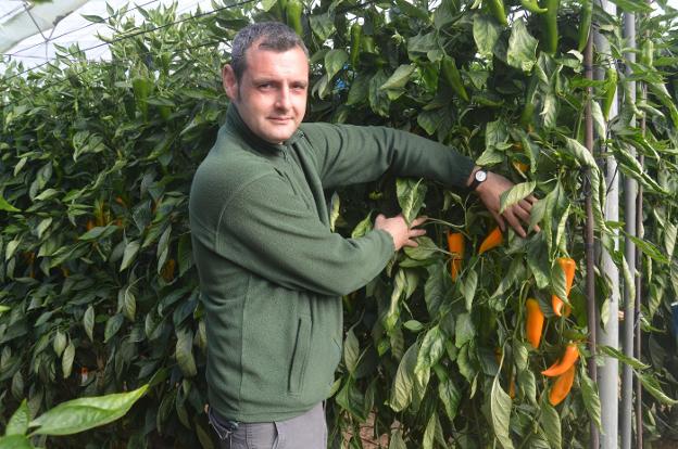 Antonio Quesada, muestra los pimientos tipo Kapia amarillos que cultiva en uno de sus invernaderos. ::
/ J. E. R.
