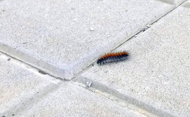 El Ayuntamiento fumigará este miércoles./IDEAL