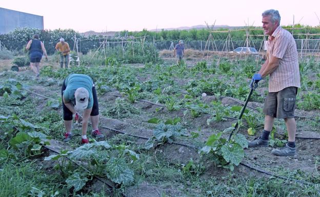 Usuarios de la Escuela Municipal de Agroecología, la temporada pasada en los huertos de La Zubia./IDEAL