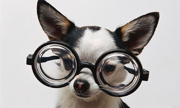 Tu perro no ve realmente en blanco y negro: esta es la verdad