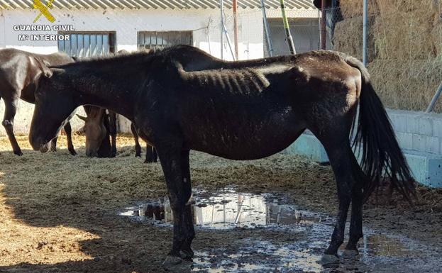 Descubren en Granada una granja clandestina con 90 equinos, muchos de ellos rozando la muerte
