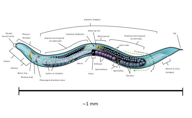 Dibujo de un gusano 'Caenorhabditis elegans'./