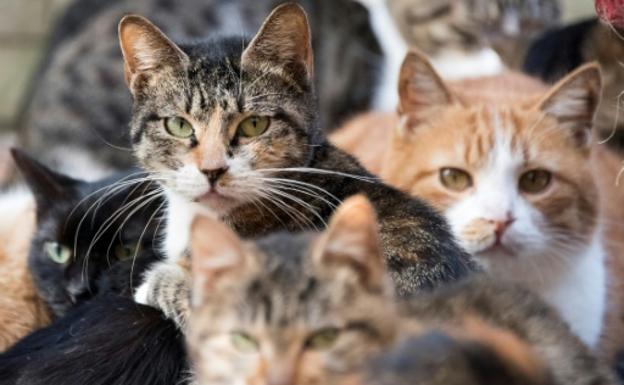 Un gato callejero, principal sospechoso de un "intento de asesinato"