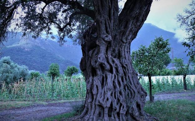 Olivos de la edad de Cristo