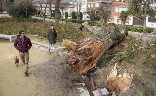 En Jaén el viento arracó varios árboles /EFE
