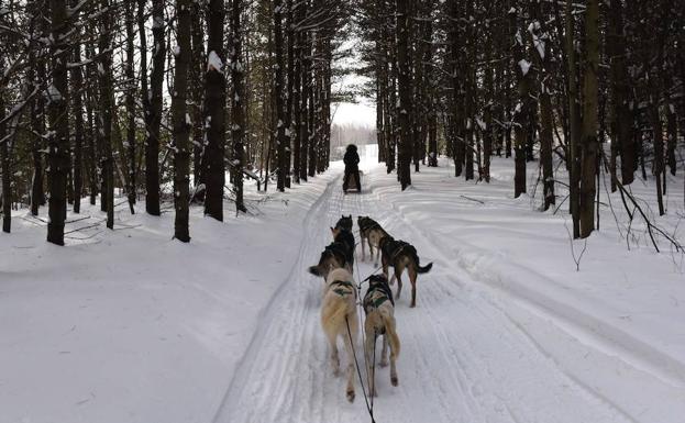 Un trineo de perros recorre una zona de Canadá. /Timothy A. CLARY (Afp)