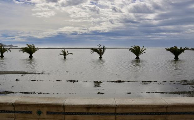Así se han quedado algunas palmeras en la playa de Motril/F. A. DE LA CHICA