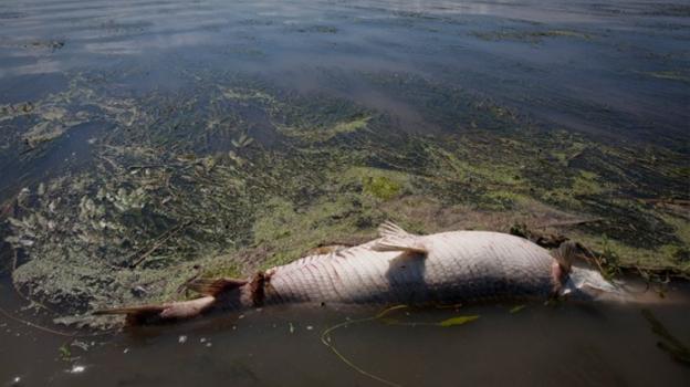 El cadáver de un pez flota rodeado de algas en el golfo de México. :: r. c./