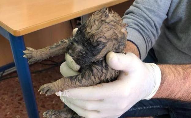El cachorro 'superviviente' encuentra dueño