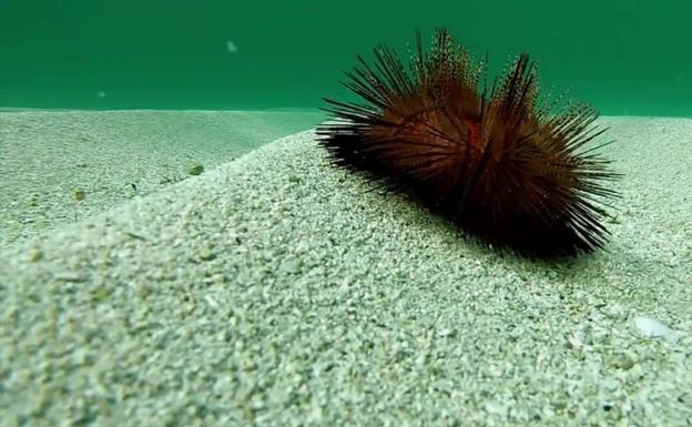 Cómo el calentamiento global afecta a los erizos de mar