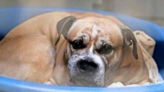 'Chico', un perro de la raza staffordshire terrier, mató la pasada semana a sus dueños, ambos impedidos físicamente . :: r. c./