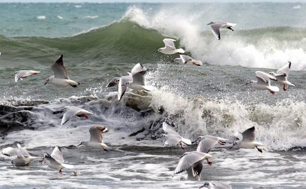 Anticonceptivos a gaviotas, la medida de una ciudad para que no sean tantas