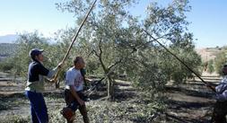 EN PLENA FAENA. Trabajadores recogen aceituna en una explotación olivarera jienense. /FRANCIS J. CANO/