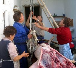 QUESADA. Una familia cuelga al cerdo para que se airee. /J. A. G. M./
