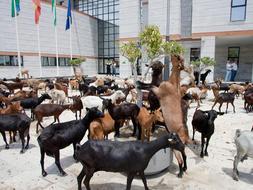 Como en el corral. Las cabras en la plaza del Ayuntamiento de Salobreña, donde durmieron anoche. /alfredo aguilar/
