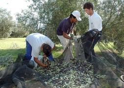 Recogida de aceituna en una explotación olivarera del término de Loja. :: CHAPA/