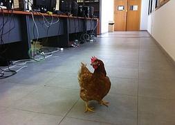 La gallina, durante su estancia nocturna en la Sala del O92./