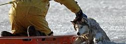 Un bombero arriesga su vida para salvar a un husky de las aguas heladas