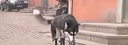 Un husky vuelve a andar con patas ortopédicas después de perder las suyas por maltrato