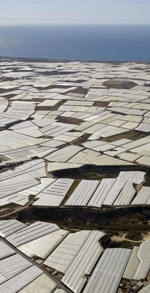 Una hectárea de regadío en El Ejido ronda los 150.000 euros. :: IDEAL/
