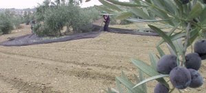 La declaración de la Unesco revela la importancia del aceite y del olivar en la cultura mediterránea. :: IDEAL/