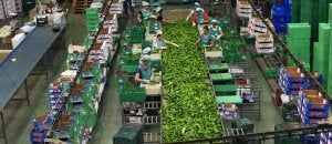 Mujeres trabajan en una de las cintas de manipulado de pimiento de la comercializadora Agroiris. :: J. E. RUIZ/