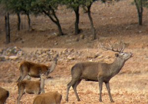 Un ciervo berrea ante las hembras de su harén en una imagen de archivo. :: IDEAL/
