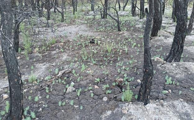 La reforestación de la Sierra de Gádor, «a finales de noviembre»