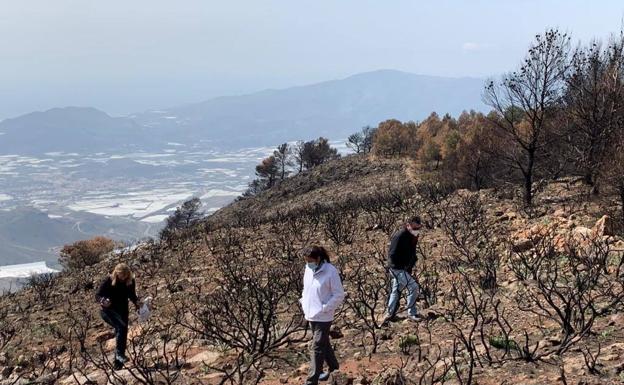 Berja reforestará la zona calcinada de la Sierra de Gádor con un millar de árboles