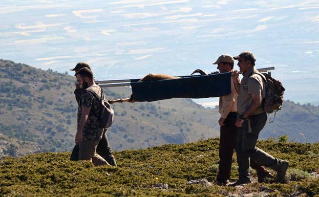 El macho de Cabra Montés es trasportado para trasladarlo al Centro de Recuperación de Ojén en Malaga/Parque Natural de la Sierra de Baza