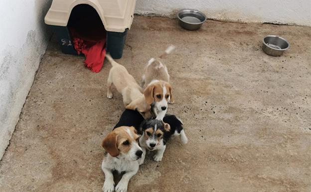 Las voluntarias de la perrera hallan un hogar para perros abandonados | Baza - Ideal