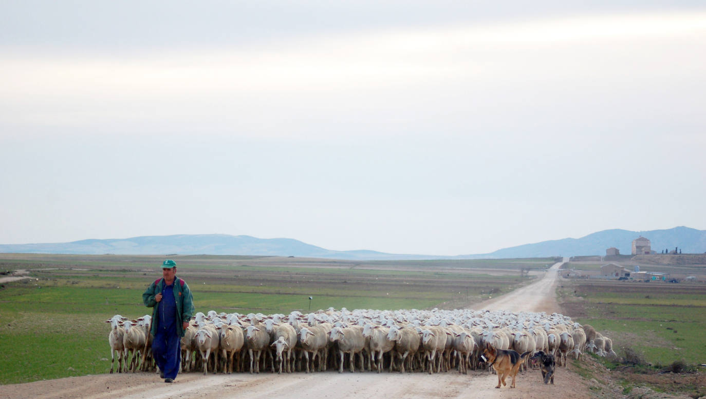 Un pastor con su rebaño de oveja segureña por los campos de la Toscana en Puebla de Don Fadrique./josé utrera