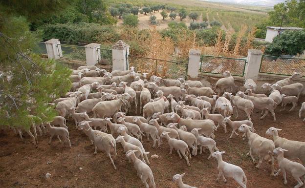 Una granja de ganado ovino en la comarca de Baza. /josé utrera
