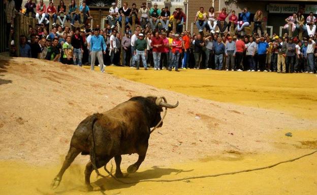 83 'toros ensogaos' en las calles de Beas de Segura