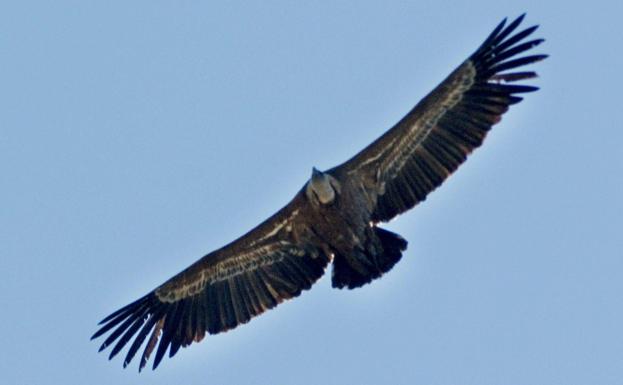 El Centro Temático de Especies Amenazadas de Cazorla supera ya la barrera de las 250.000 visitas