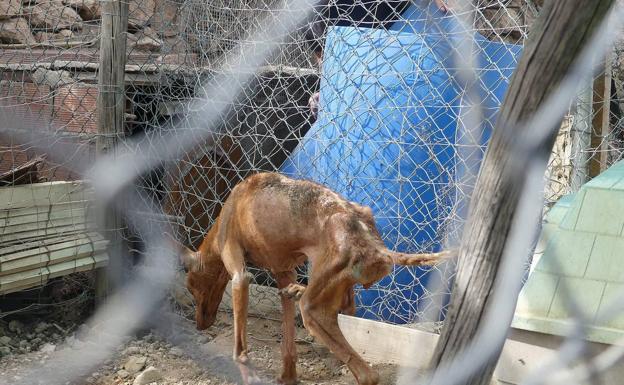 Denuncian varios casos de maltrato animal en Níjar