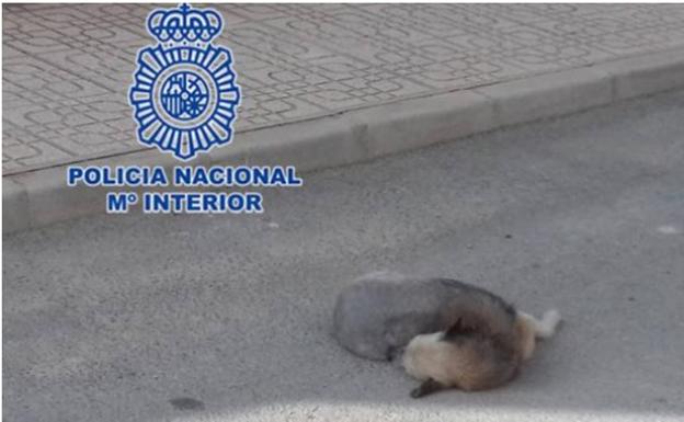 El perro atropellado por su dueño./POLICÃA NACIONAL