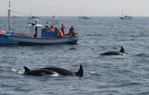 Pescadores gaditanos y orcas compiten cada aÃ±o por la pesca del atÃºn rojo en aguas del Estrecho de Gibraltar./CIRCE