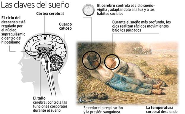 Apnea y perdida de peso