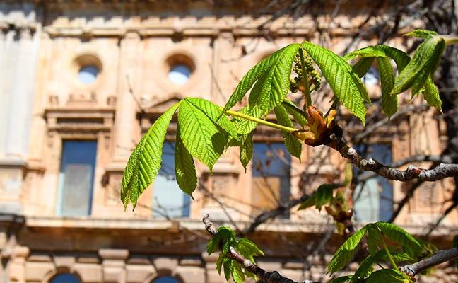 Brotes de hojas y flores de castaño de indias junto al Palacio de Carlos V/J. E. GÓMEZ