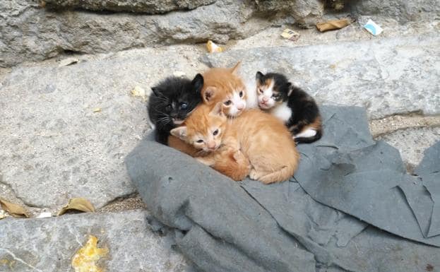 Gatos abandonados en Granada: rescatados en el centro de una muerte segura  | Ideal