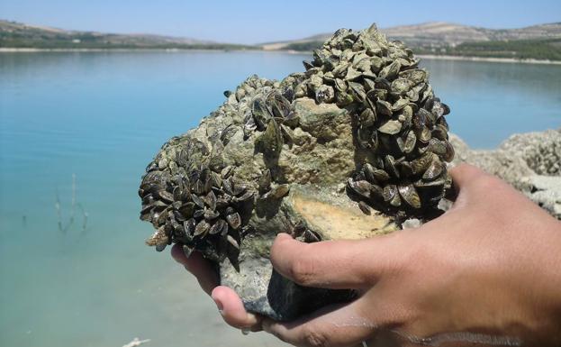 Guerra' al mejillón cebra en aguas jienenses tras invadir ya pantanos |  Ideal