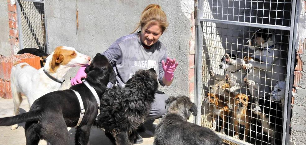 Arconatura Denuncia Una Nueva Subida En La Cifra De Abandonos De Animales En Linares Ideal