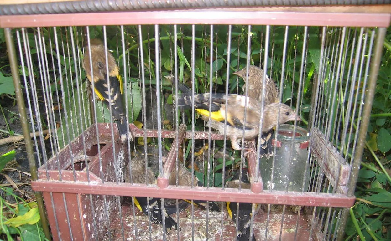 águila multa Tacón Sucesos: Investigados en Granada por cazar aves cantoras protegidas con  pegamento para ratas | Ideal