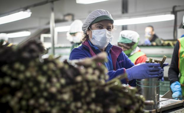 Mascarillas en Almería | Organizaciones hortofrutícolas recomiendan las  mascarillas en almacenes «si no hay distancia» | Ideal