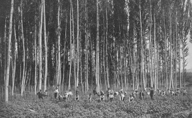 Trabajadores en un campo de remolacha, junto a una chopera, a parincipios del siglo XX.