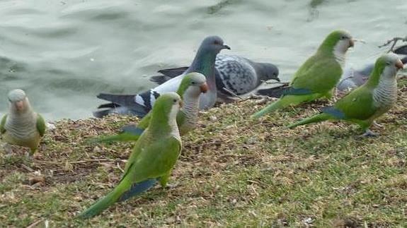 Una plaga invasora de 20.000 cotorras argentinas amenaza España ...