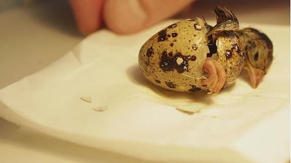 Compró unos huevos en el supermercado y esto es lo que pasó 30 días después