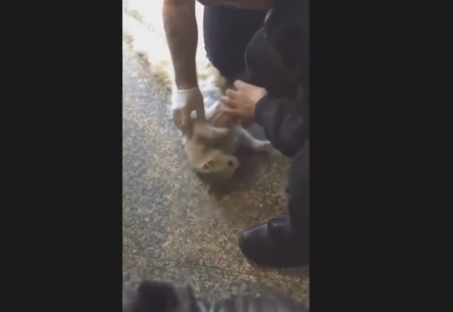 'Resucitan' a un gato atrapado en la puerta de un hospital | Ideal